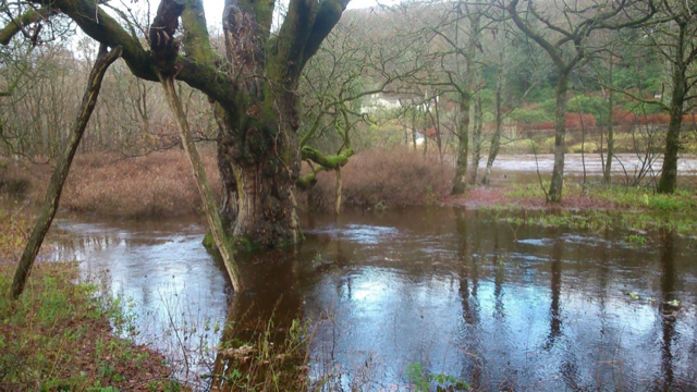 Birnam Oak, of MacBeth fame, in flooded waters from the River Tay